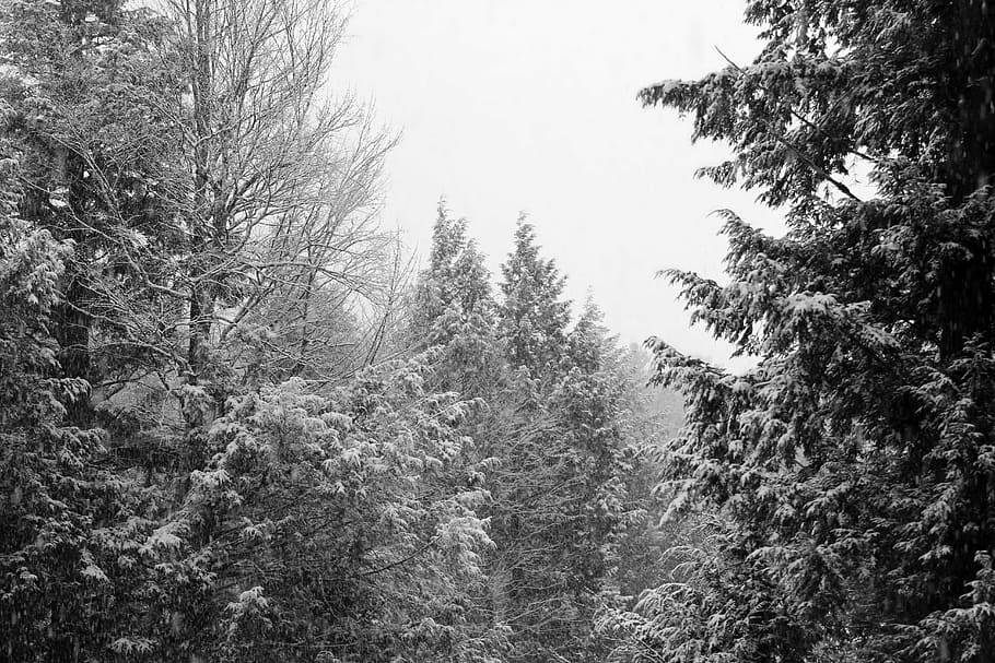 winter, trees, sky white, landscape, black and white, snow HD wallpaper
