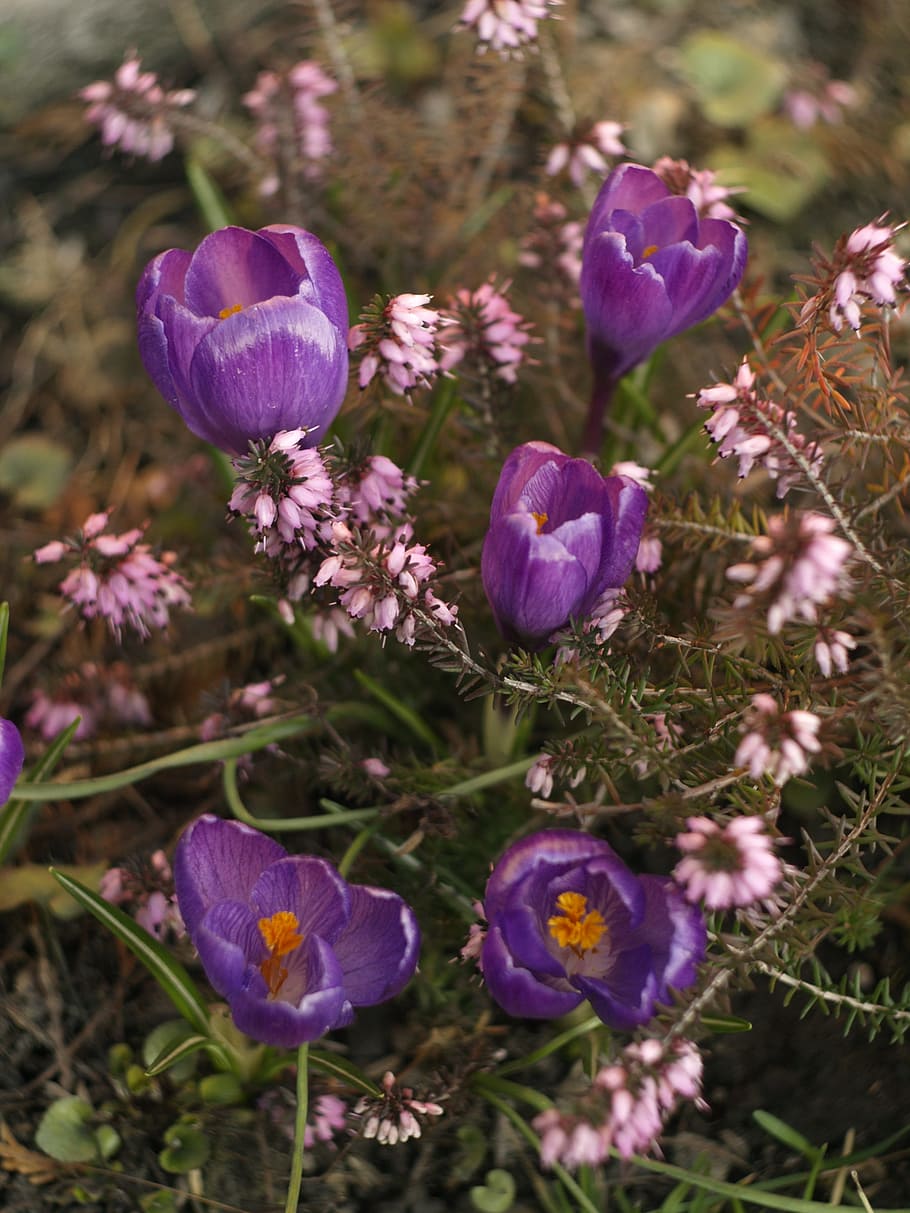 erica, crocus, autumn, flowering plant, purple, freshness, beauty in nature HD wallpaper