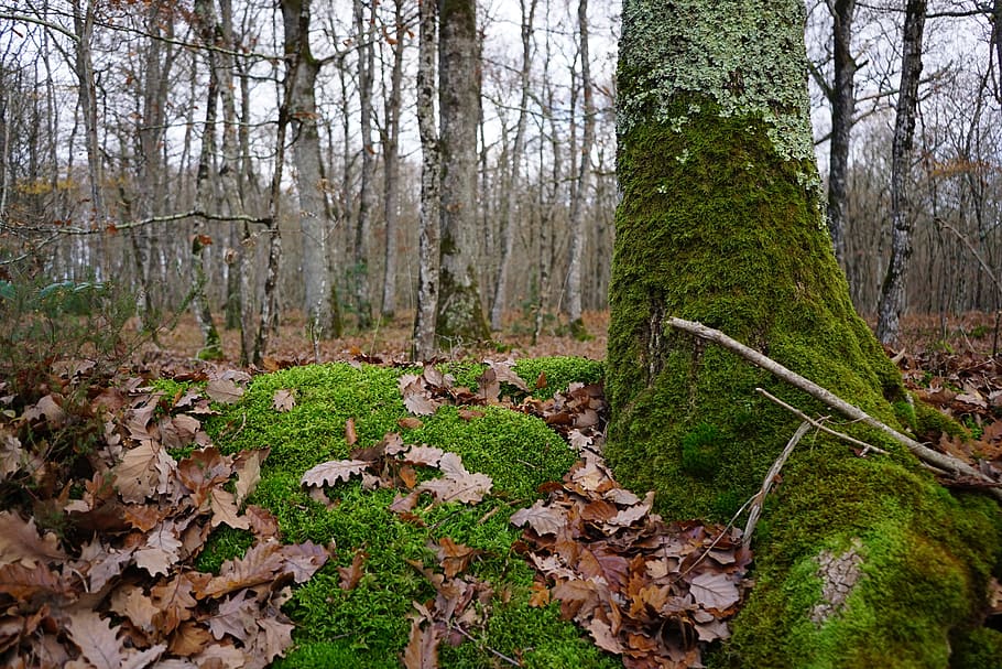 wood, nature, tree, leaf, fall, forest, foam, foliage, plant HD wallpaper