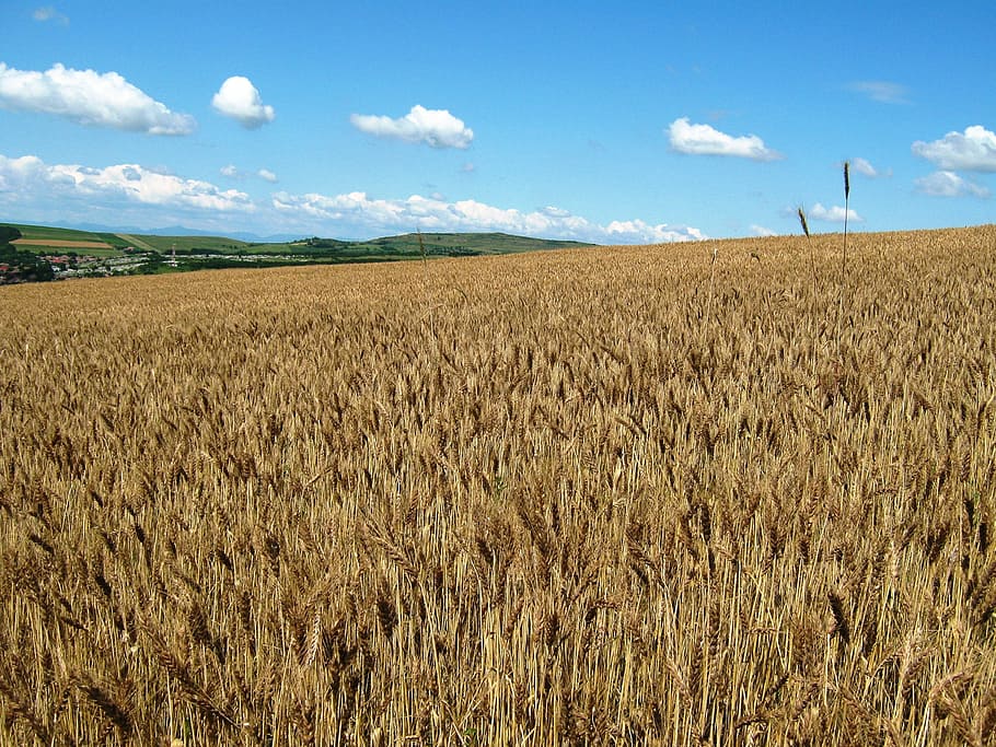 wheat, ludus, 2012, agriculture, sky, landscape, rural scene HD wallpaper