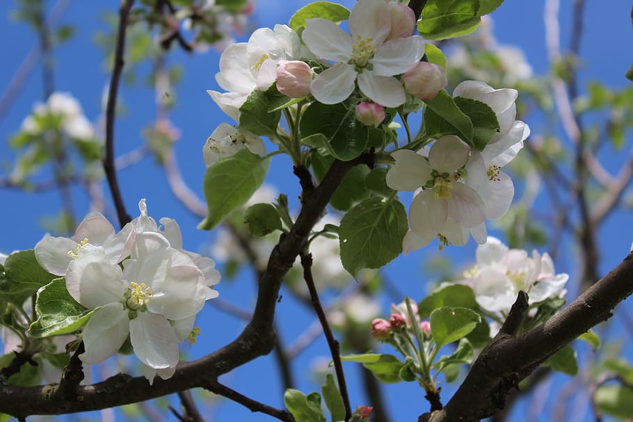 flower, tree, branch, plant, flowering plant, fragility, beauty in nature HD wallpaper