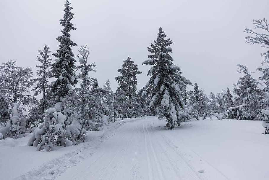 snow, winter, frost, cold temperature, tree, plant, coniferous tree HD wallpaper