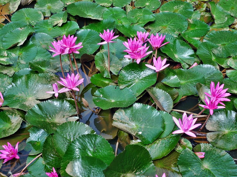 Water Lilies, Pink, Flower, Plant, nature, lotus, pond, green, HD wallpaper