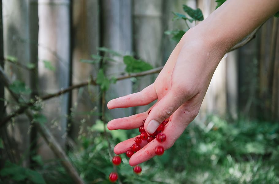 person dropping red cherries, hands, berries, garden, human hand HD wallpaper