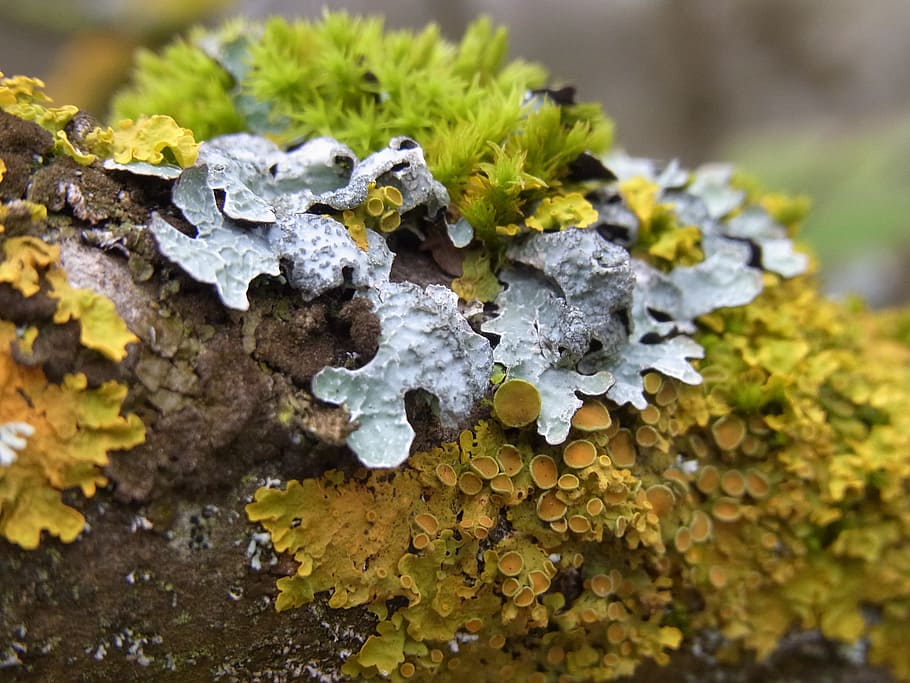 Moss, Plant, Bark, Tree, green, nature, fungus, close-up, lichen HD wallpaper
