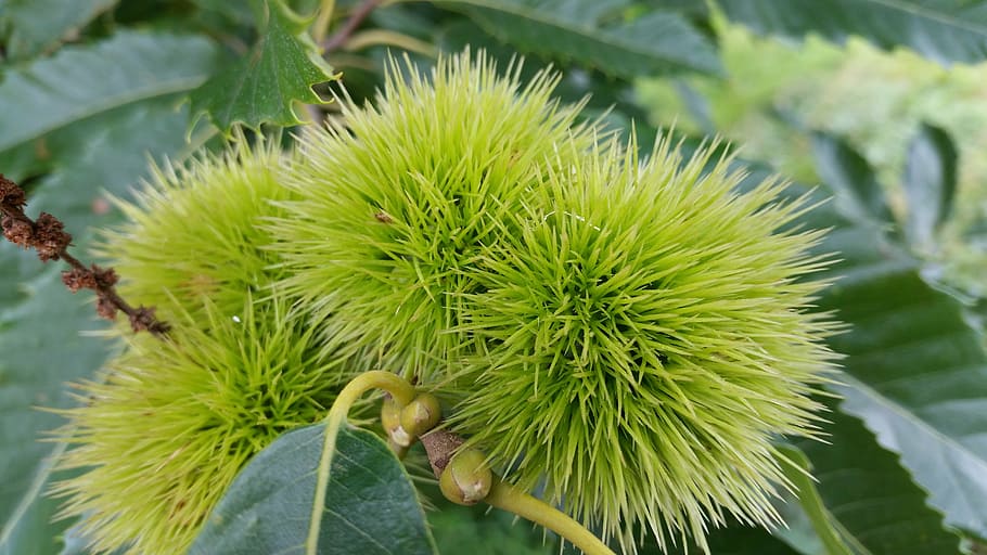 sweet chestnuts, tree, plant, food, fruit, prickly, autumn decoration HD wallpaper