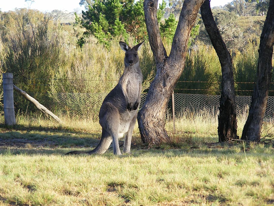 Kangaroo, Canberra, skipy, tree, day, no people, animal wildlife HD wallpaper