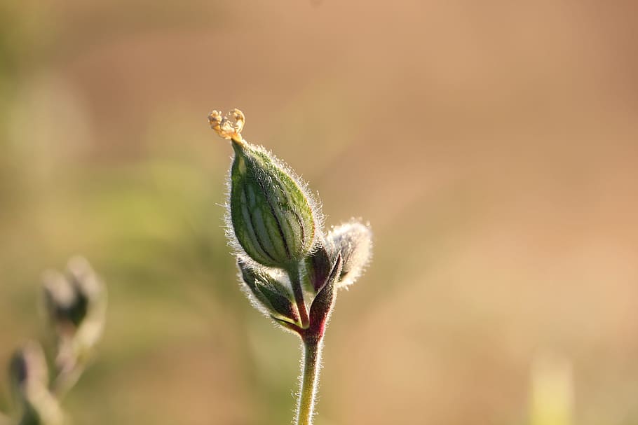 Bud, Plant, Nature, Spring, Macro, growing, garden, flora, close-up HD wallpaper