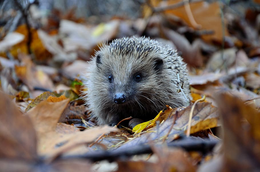 selective focus photography of hedgehog on ground, brown hedgehog on brown dried leaves HD wallpaper