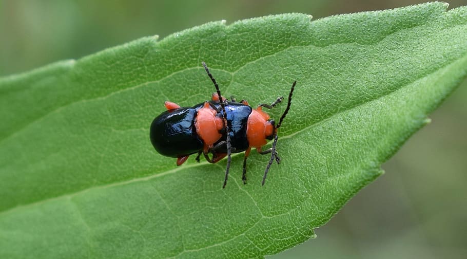 shiny flea beetle, beetles, bug, insects, flying insect, winged insect HD wallpaper