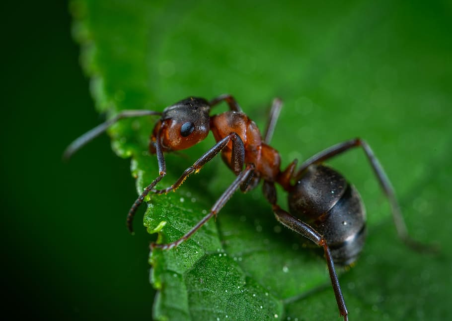 selective focus photography of red ant on green leafed, macro HD wallpaper