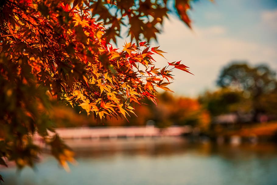 shallow focus photography of orange leafed tree during daytime, selective focus photography of red leafed tree near body of water during daytime HD wallpaper