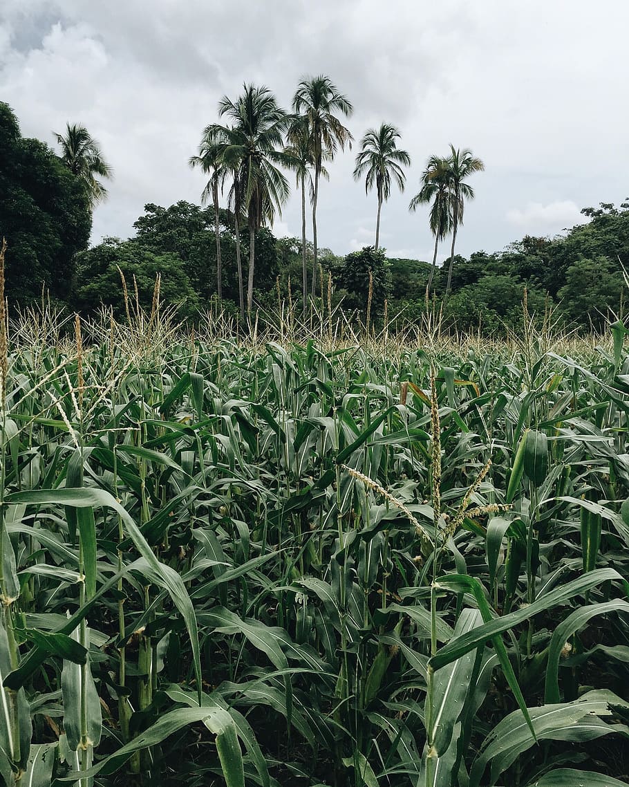 green corn field near coconut trees under white clouds, agriculture HD wallpaper