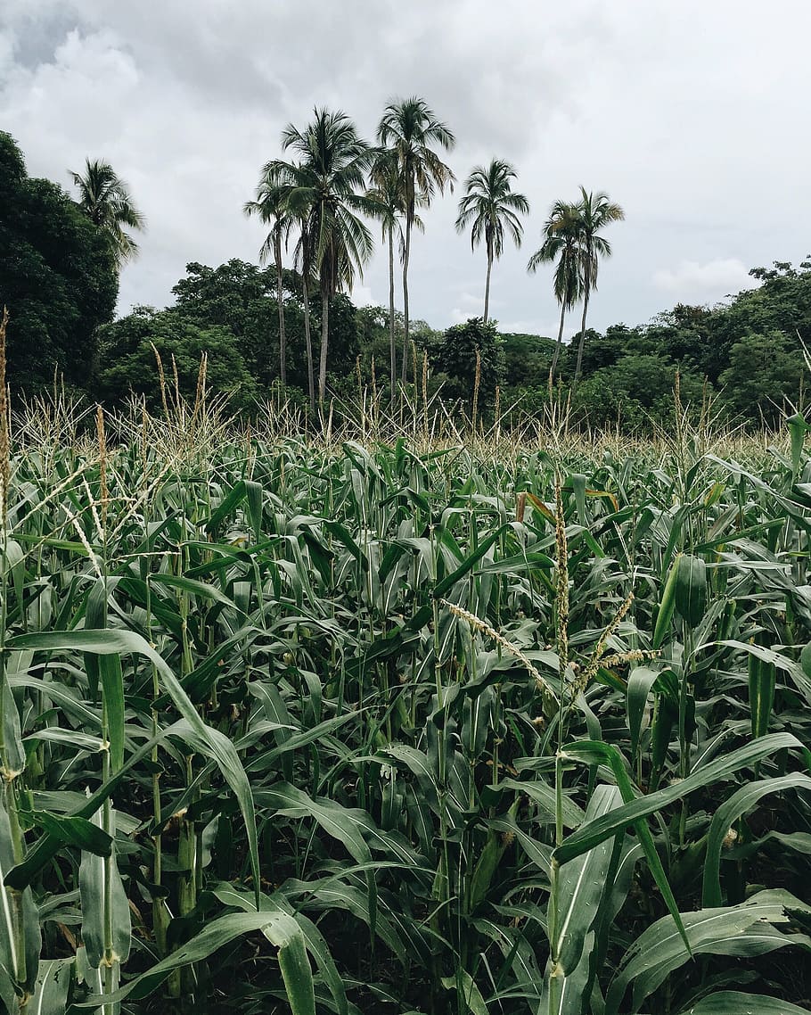 green leafed plants near trees during daytime, coconut, corn HD wallpaper