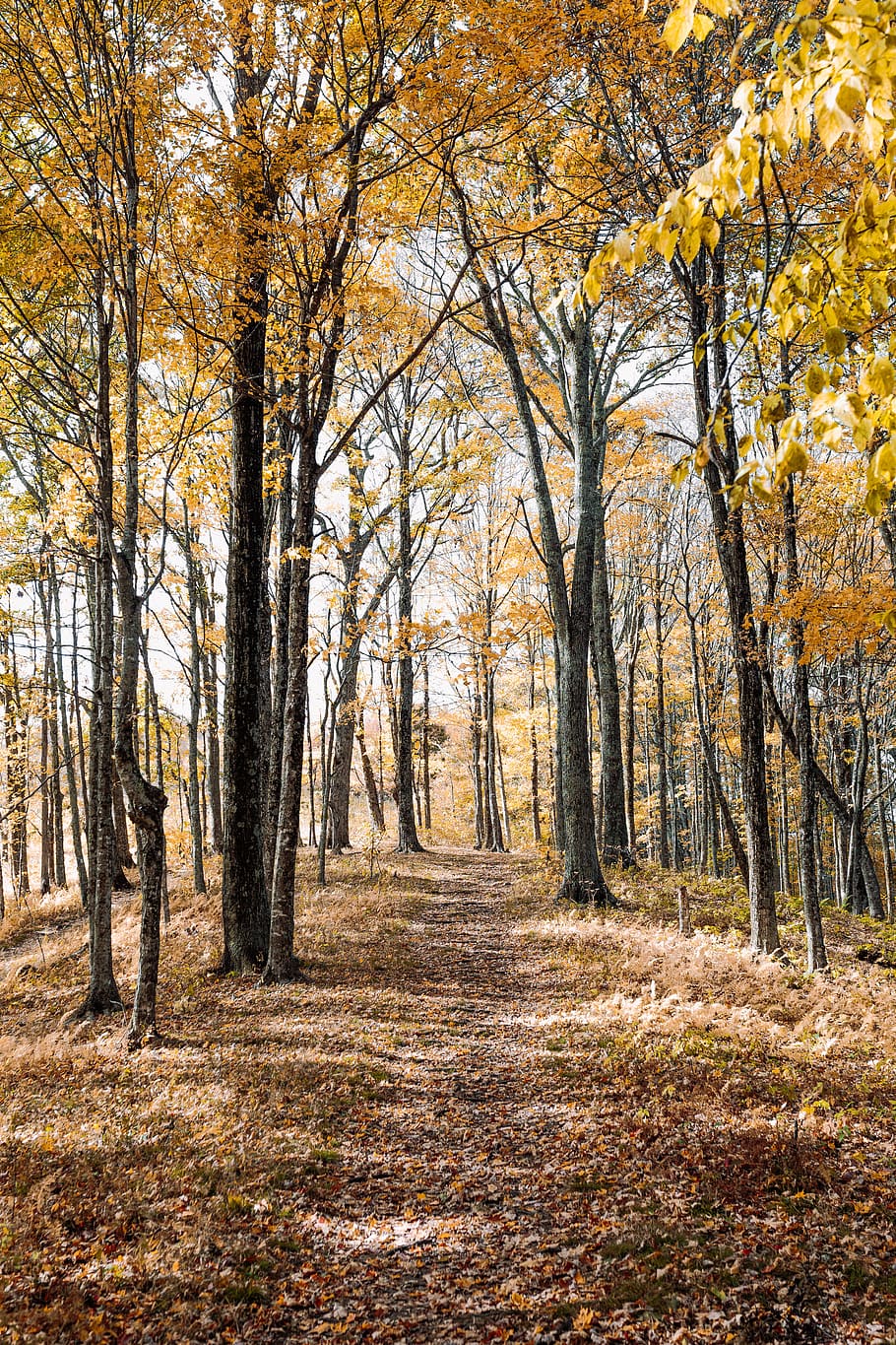 brown forest, trees under sunny sky, cleared, road, leaf, daytime HD wallpaper
