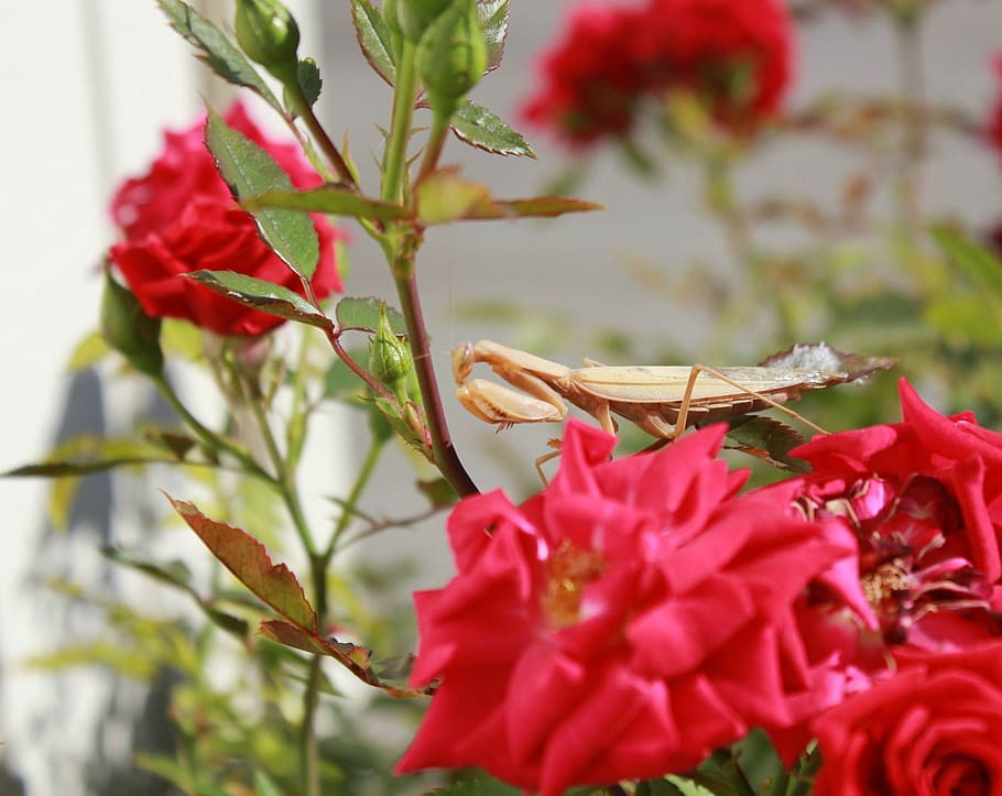 praying mantis, macro, insect, brown, bug, roses, nature, flower HD wallpaper