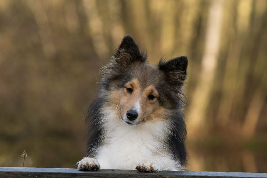 adult tricolor Rough collie, dog, sheltie, close, one animal HD wallpaper