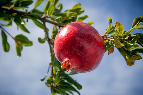 selective focus photography of pomegranate fruit, tropics, exotic HD wallpaper