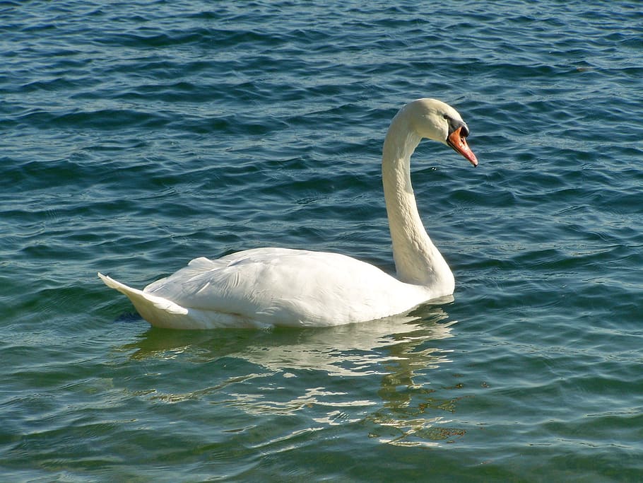 swan, water bird, elegant, animal wildlife, animal themes, animals in the wild HD wallpaper