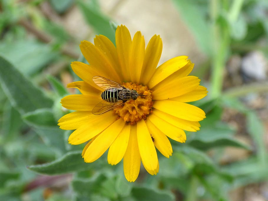 hoverfly, syrphidae, libar, daisy, flower, false wasp, insect HD wallpaper