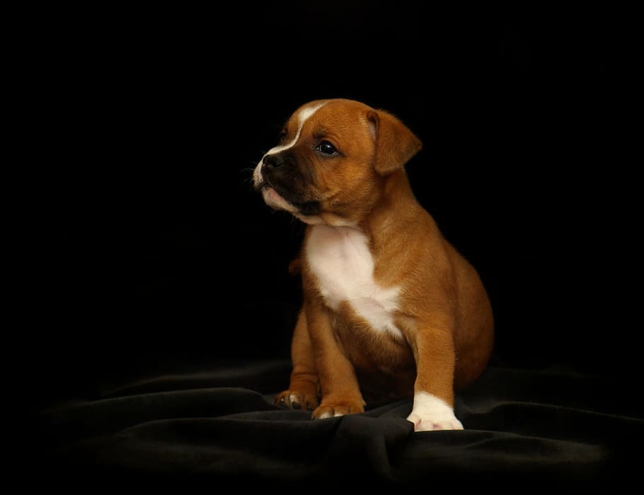 brown and white puppy sitting on black textile, staffordshire bull terrier