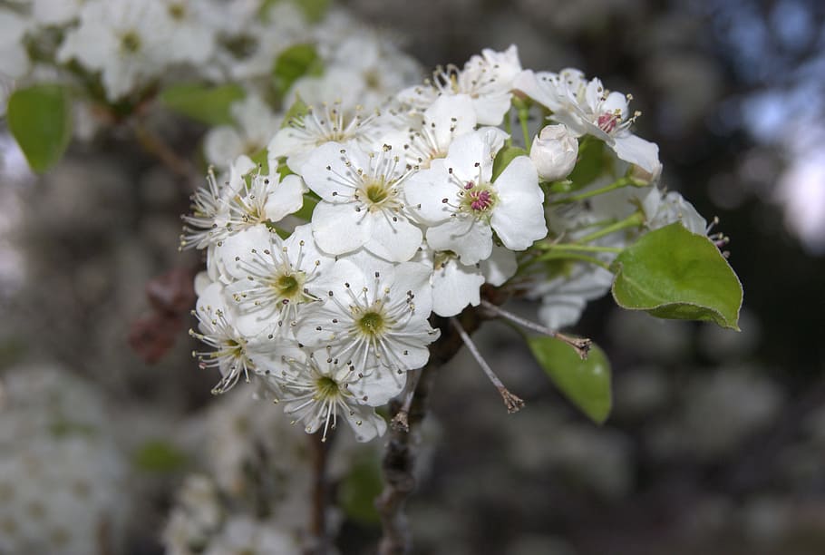 Flowers, Spring, Blossoms, White, Blooms, nature, close-up HD wallpaper