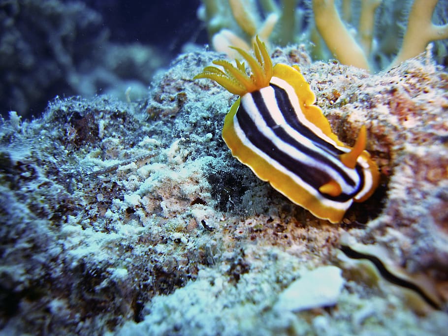 slug, snail, diving, underwater, sea, underwater world, meeresbewohner HD wallpaper