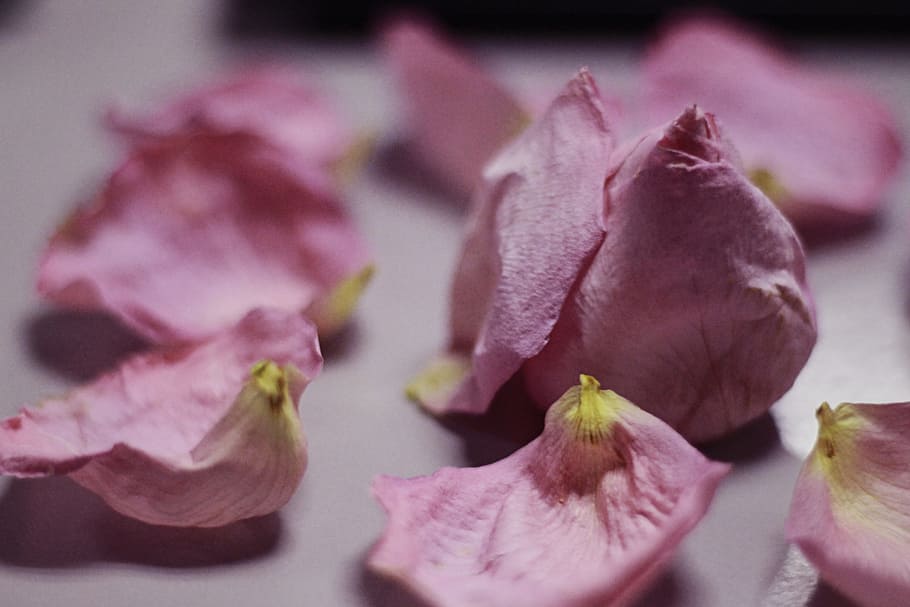 Faded, Closeup, Flower, Petals, rose, pink, bud, loneliness HD wallpaper