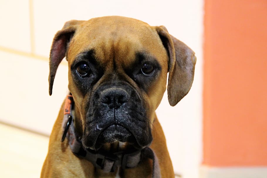 Dog, Boxer, Sad, pets, one animal, domestic animals, looking at camera HD wallpaper