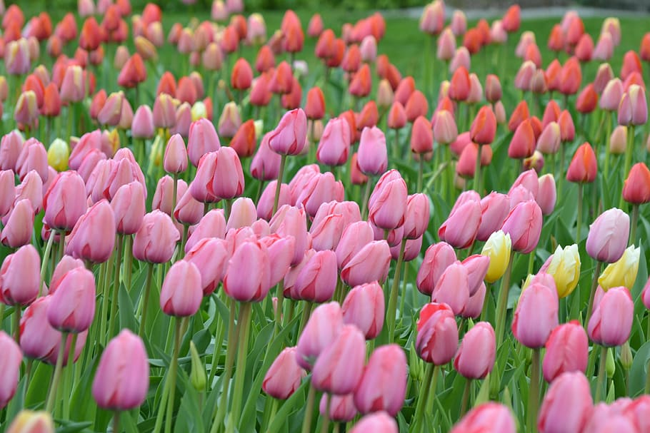 beautiful, bloom, blooming, blossom, botanical, bright, close-up HD wallpaper