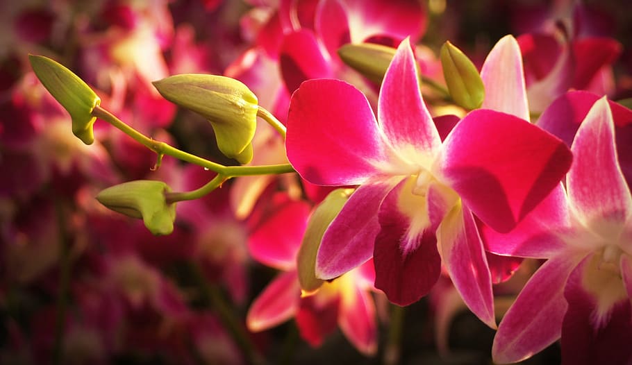 closeup photo of pink orchids, flower, tropical, white, green, HD wallpaper