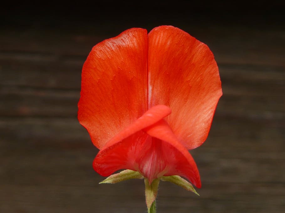 pea, lathyrus, legume, fabaceae, plant, blossom, bloom, flower HD wallpaper