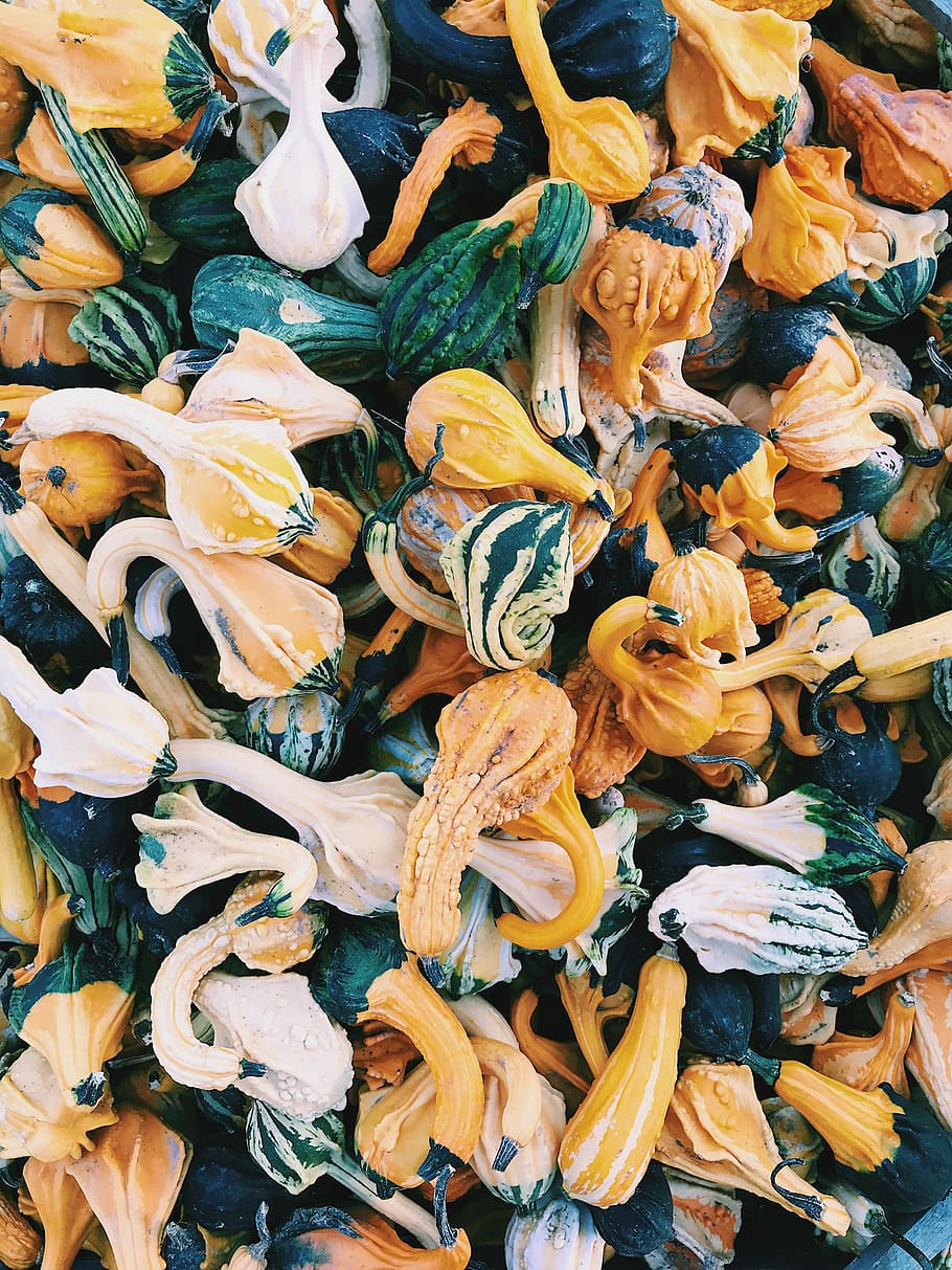 vegetable lot, vegetables, pumpkins, gourd, fall, autumn, orange HD wallpaper
