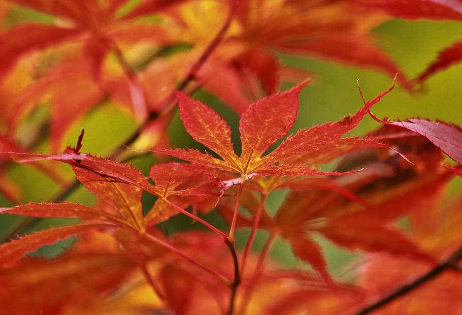 maple, japanese maple, leaves, leaf, foliage leaf, autumn, autumn mood HD wallpaper
