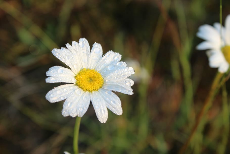 daisy, nature, flower, summer, plant, spring, green, natural HD wallpaper