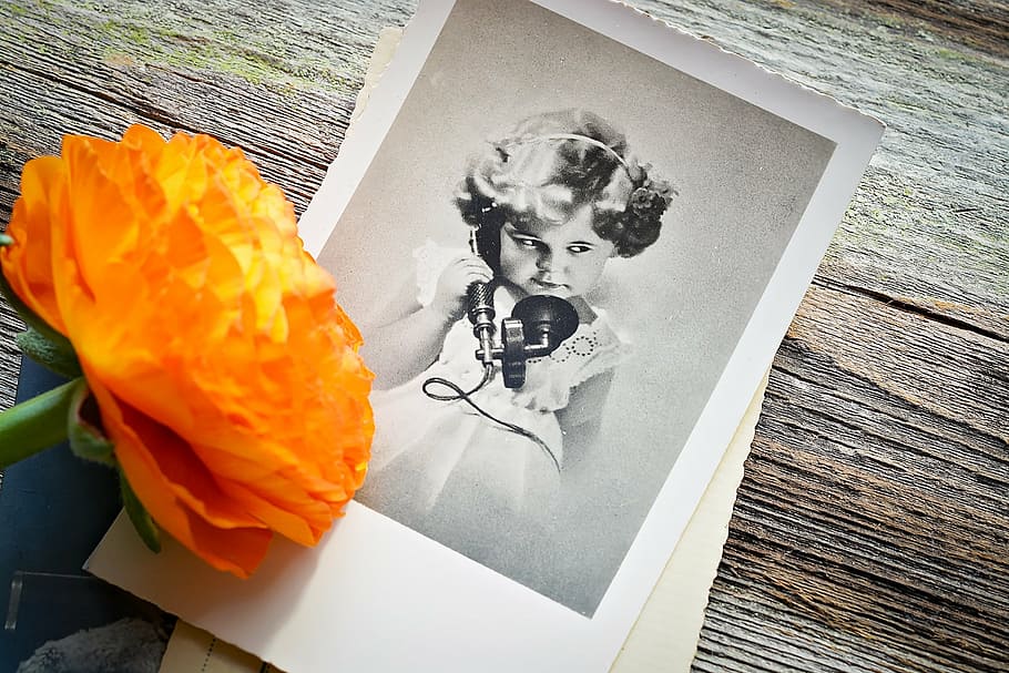 grayscale photo of girl holding phone, ranunculus, flower, blossom HD wallpaper