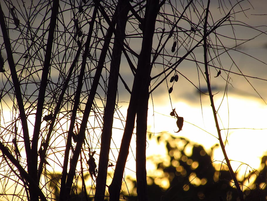 tree, nature, open air, branch, wood, season, sky, winter, plant HD wallpaper