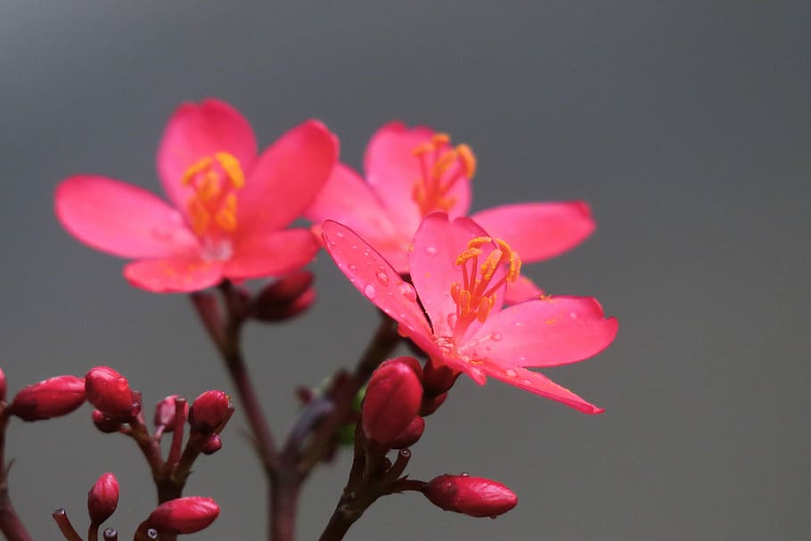 nature, plant, flower, leaf, summer, garden, outdoor, bloom HD wallpaper