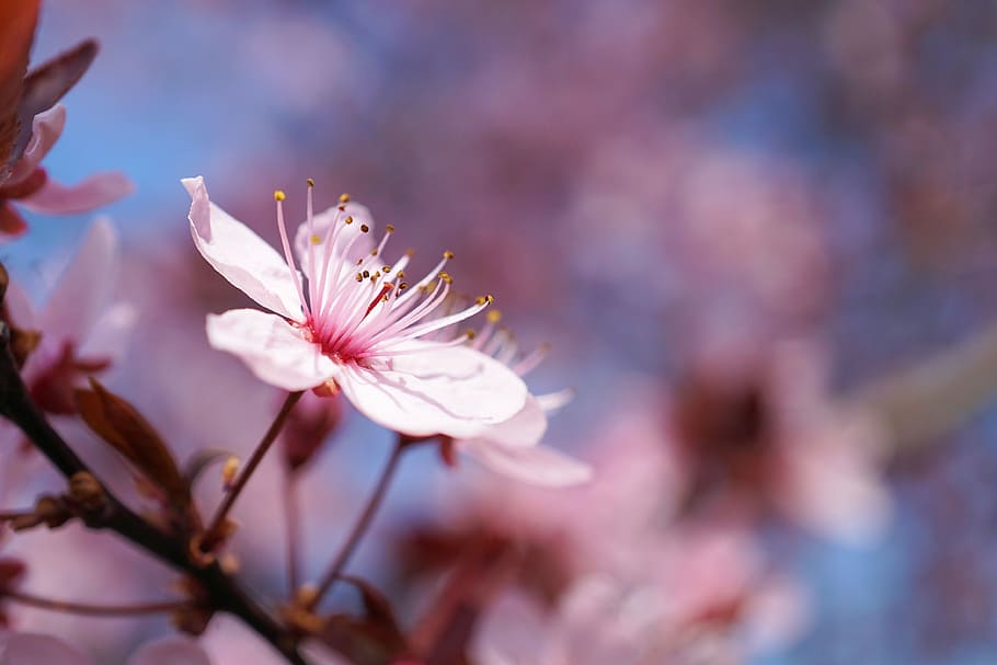 selective focus photography of pink cherry blossom, spring HD wallpaper