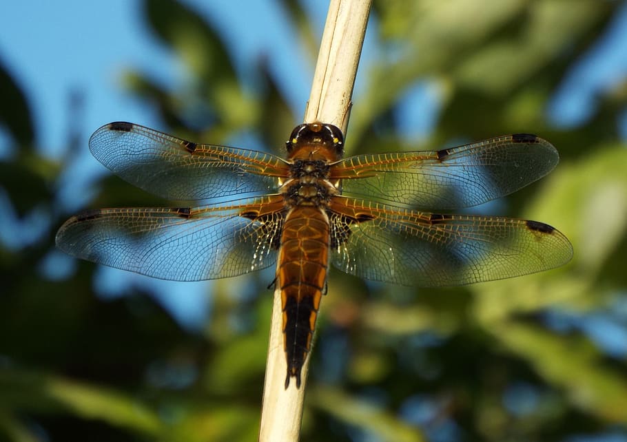 dragonfly, wildlife, bug, insect, chaser, invertebrate, animal themes HD wallpaper