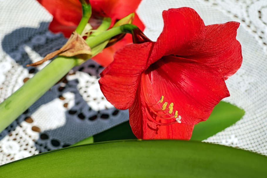 amarillis, flower, blossom, bloom, flowers, red, cup, ornamental plant, HD wallpaper
