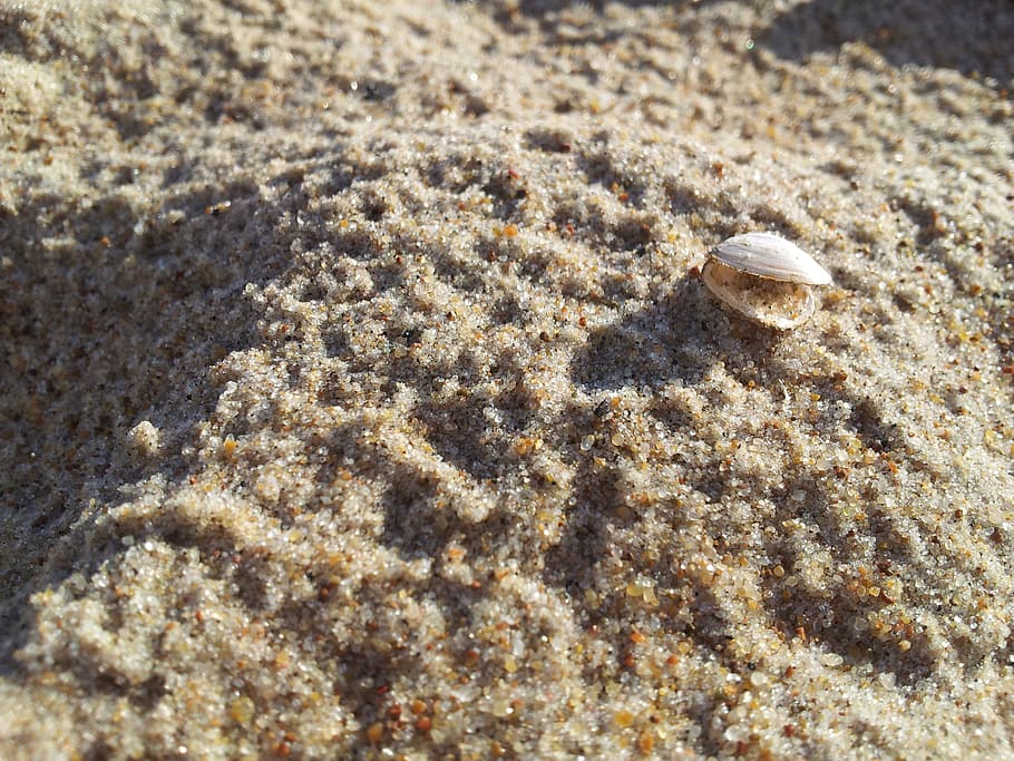 Beach, Sand, Nature, Shell, summer, one animal, animal themes HD wallpaper