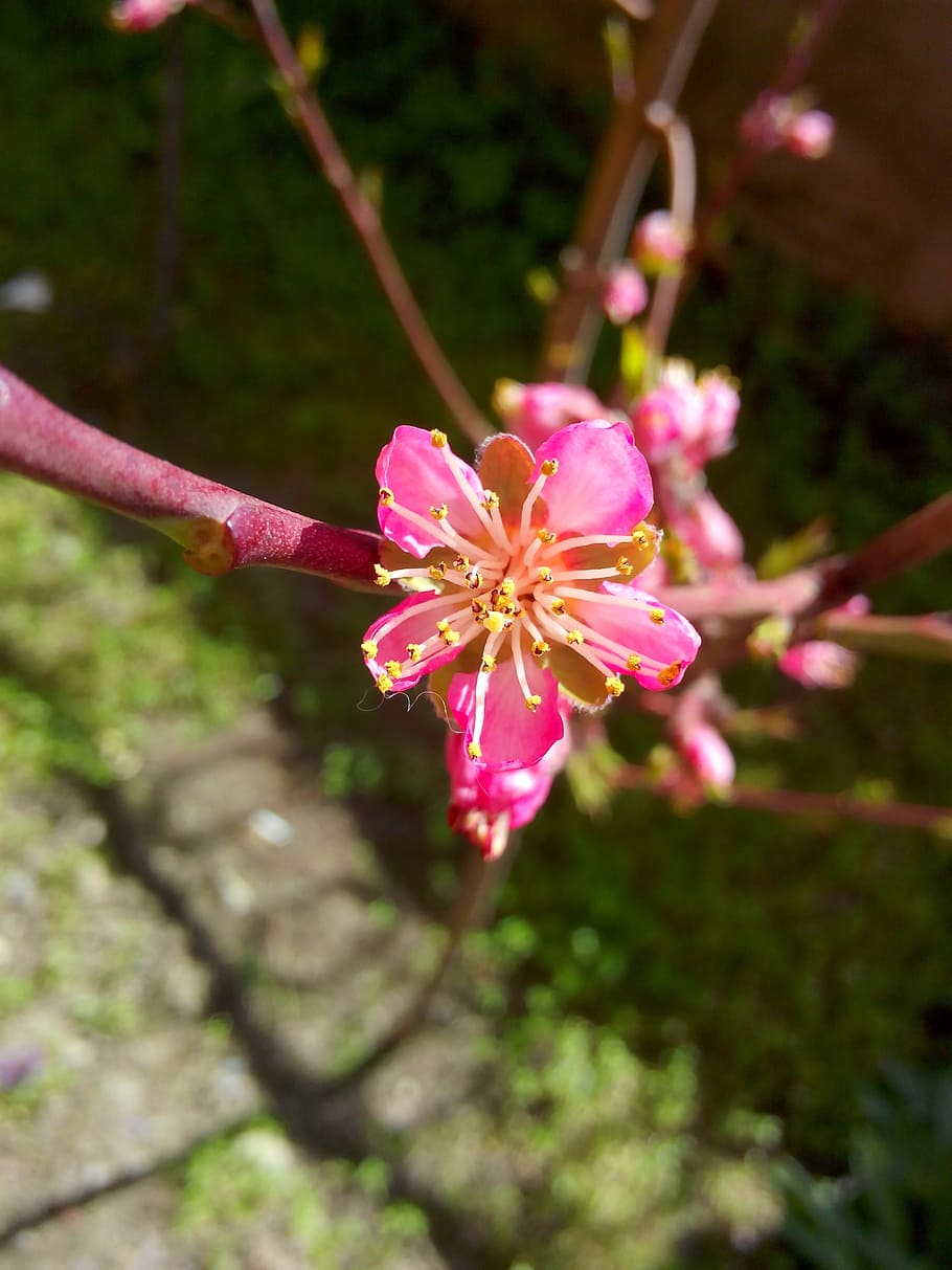 peach, flower, just opened, flowering plant, fragility, freshness HD wallpaper
