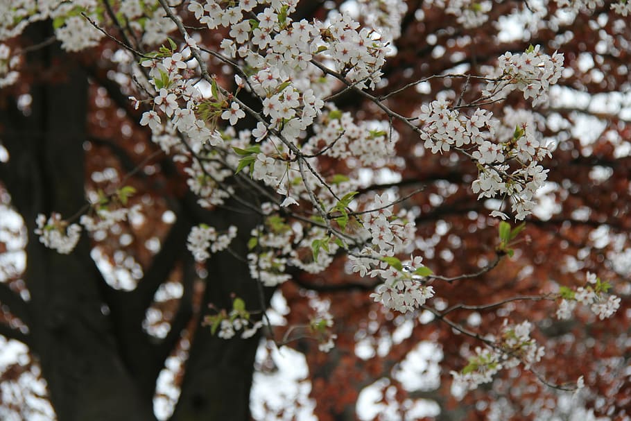 flower, cherry, tree, flora, nature, branch, leaf, plant, flowering plant HD wallpaper