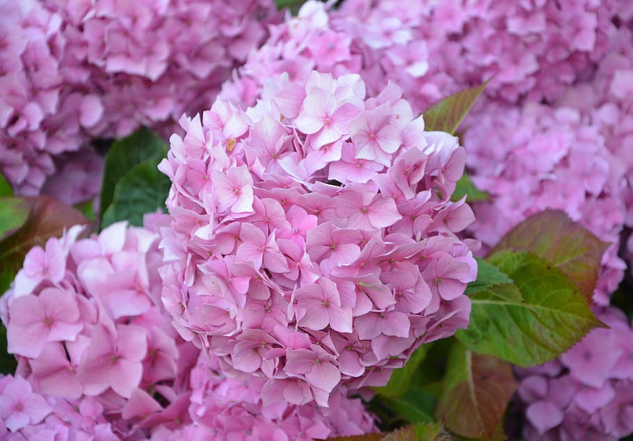 flowers, hydrangea, pink, brittany, plant, garden, summer, nature HD wallpaper