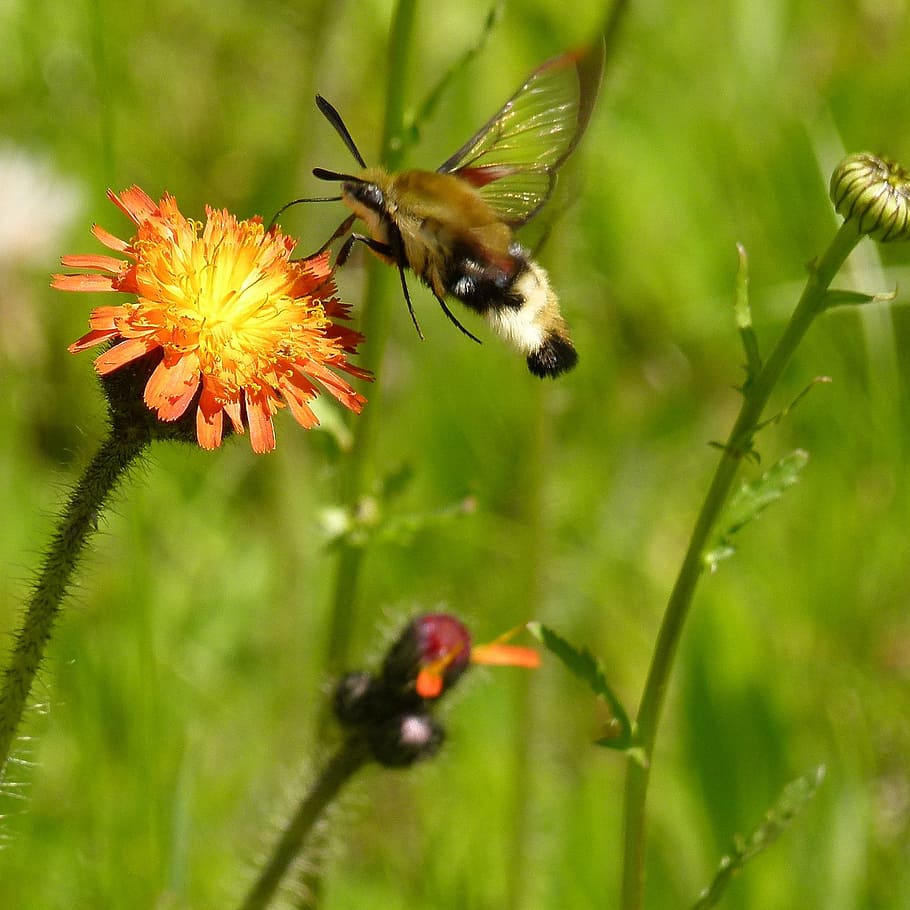 bee collection nectar on flower during daytime, hummingbird moth, HD wallpaper