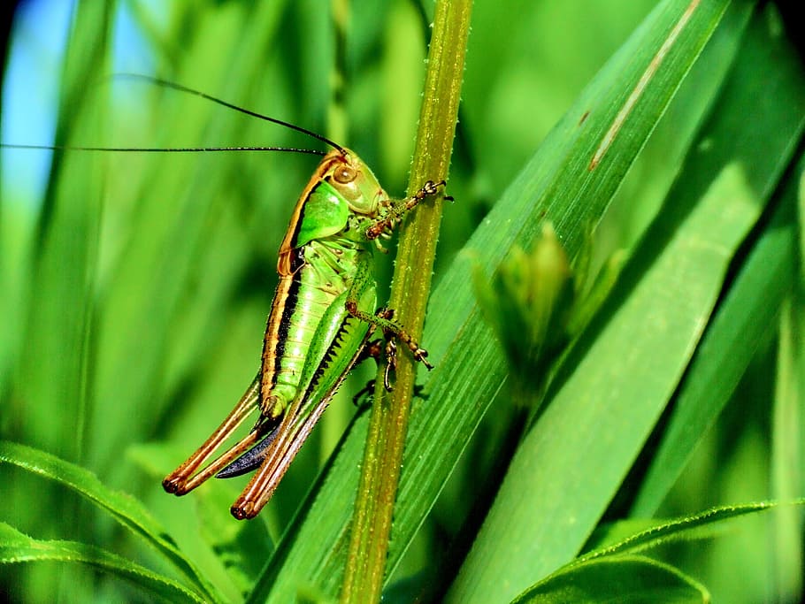 macro, grasshopper, insect, green, meadow grass, nature, blades of grass HD wallpaper