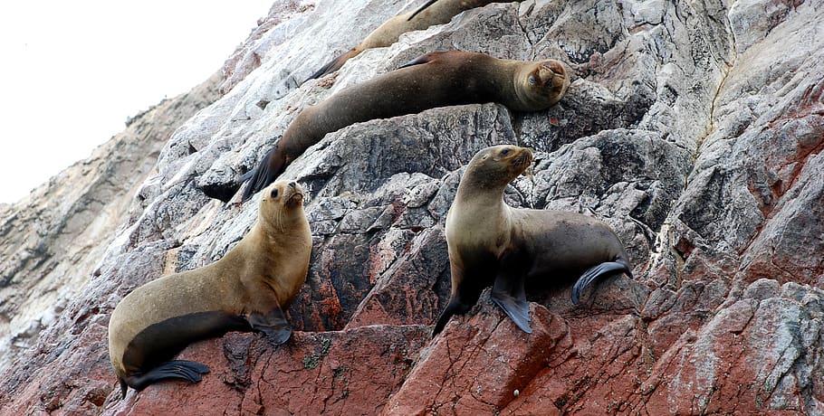 HD wallpaper: ballestas islands, paracas, national reserve, sea ​​lions |  Wallpaper Flare