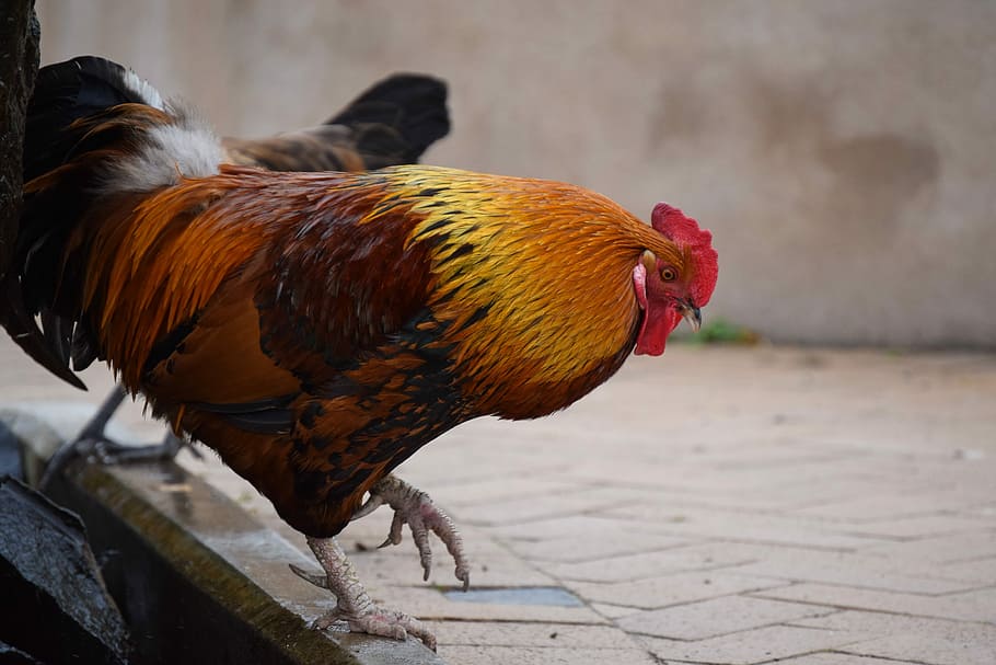 Rooster, Walk, Step, trudging, hönsgård, chicken - bird, livestock HD wallpaper