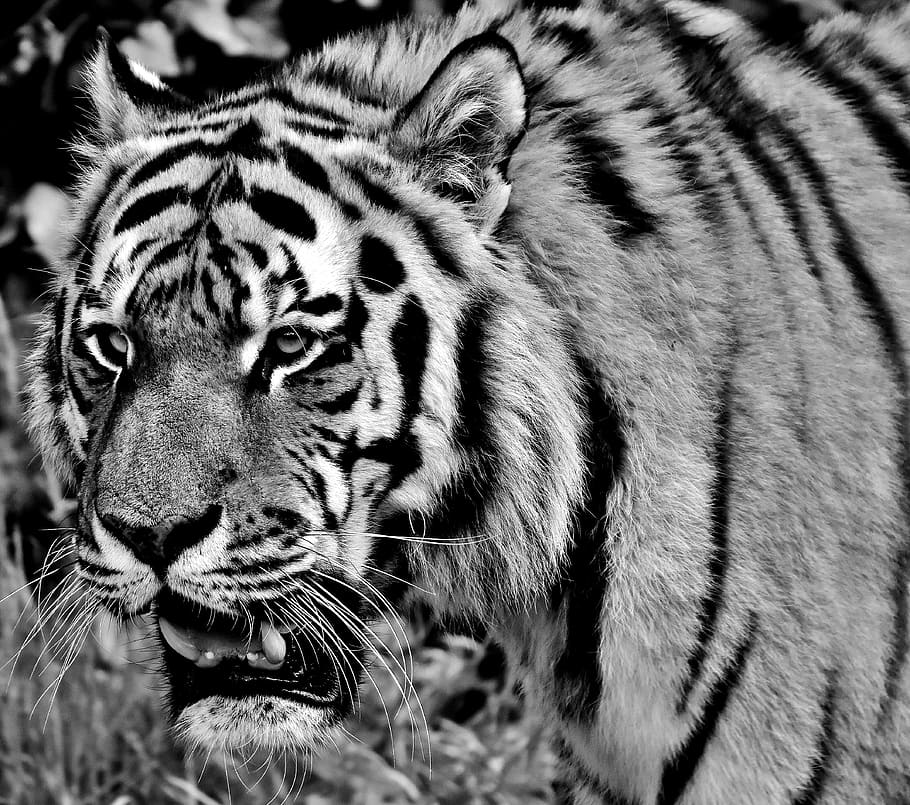 close-up grayscale photo of tiger, predator, fur, beautiful HD wallpaper